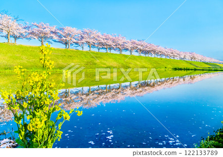 Hyogo Ono Sakura Tsutsumi Corridor: Upside-down cherry blossoms shining in the rice fields Hyogo Ono Sakura Tsutsumi Corridor: Upside-down cherry blossoms shining in the rice fields 122133789