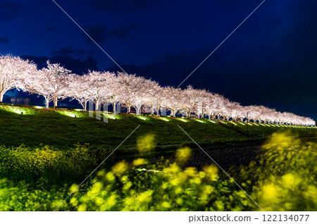 Hyogo Ono Sakura Tsutsumi Corridor Light-up 122134077