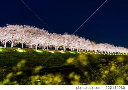 Hyogo Ono Sakura Tsutsumi Corridor Light-up 122134080