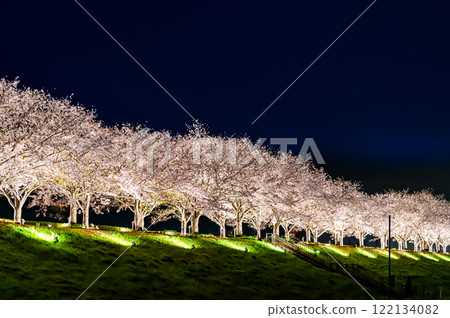 兵庫小野櫻堤迴廊點燈 兵庫小野櫻堤迴廊點燈 122134082