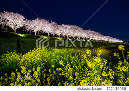 Hyogo Ono Sakura Tsutsumi Corridor Light-up Hyogo Ono Sakura Tsutsumi Corridor Light-up 122134086
