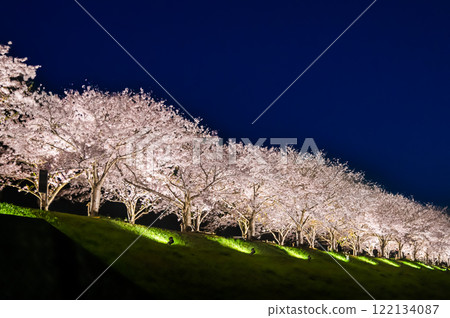 Hyogo Ono Sakura Tsutsumi Corridor Light-up Hyogo Ono Sakura Tsutsumi Corridor Light-up 122134087