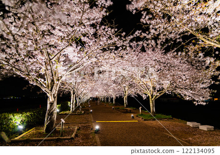 Hyogo Ono Sakura Tsutsumi Corridor Light-up 122134095