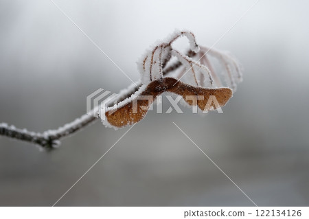 A close-up photograph capturing the delicate beauty of frost-covered autumn leaves on a branch. The golden-brown leaves, partially encrusted with snow and ice, stand out against a softly blurred A close-up photograph capturing the delicate beauty of frost-covered autumn leaves on a branch. The golden-brown leaves, partially encrusted with snow and ice, stand out against a softly blurred 122134126