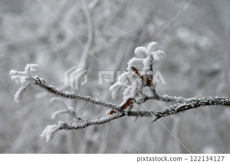 Winter landscape. Frost on branches. Beautiful winter seasonal natural background. Winter landscape. Frost on branches. Beautiful winter seasonal natural background. 122134127