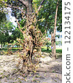 Porcupine 122134175