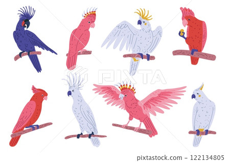 Vector illustration of a set of cockatoo parrots on a white background. 122134805