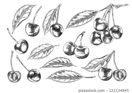 Cherry sketch. Collection. Cherry sketch. Collection. 122134845