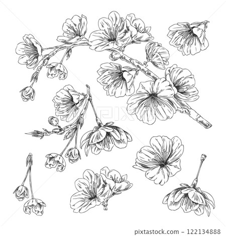 Cherry flowers, blossom plant engraved sketch vector set, hand drawn spring Sakura flower blooming floral design element 122134888