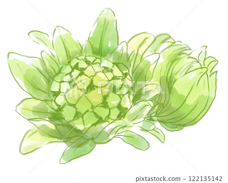 Realistic butterbur watercolor illustration 122135142