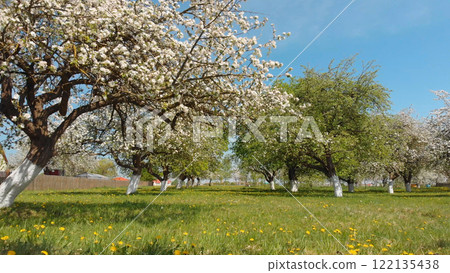 White flowers blooming on apple trees in an orchard during a sunny spring day, creating a picturesque landscape White flowers blooming on apple trees in an orchard during a sunny spring day, creating a picturesque landscape 122135438