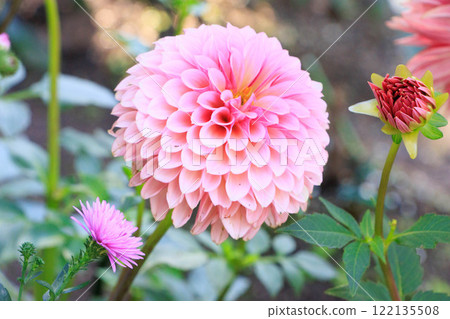 大麗花命名 122135508