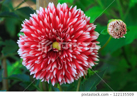 一朵橙色大麗花名叫 122135509