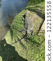 Mizu lizard 122135558