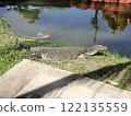 Mizu lizard 122135559