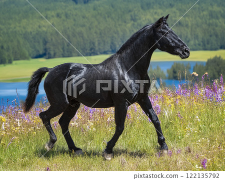 black stallion in nature 122135792