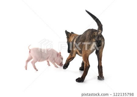 miniature pig and puppy malinois 122135798