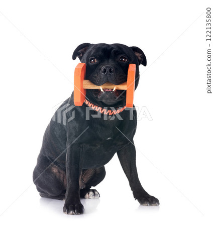staffordshire bull terrier 122135800