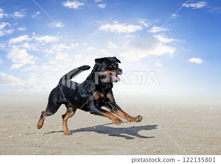 training of rottweiler 122135801
