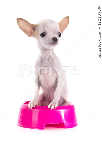 puppy chihuahua in studio puppy chihuahua in studio 122135807