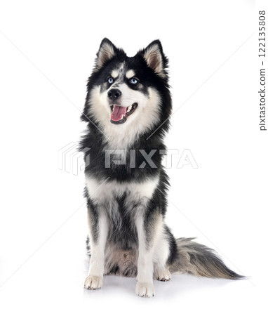 Pomsky in studio 122135808