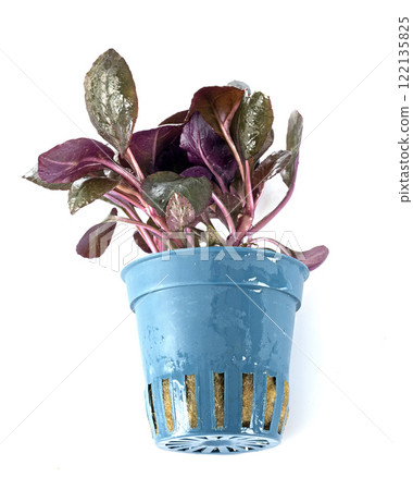 Lobelia cardinalis in studio Lobelia cardinalis in studio 122135825