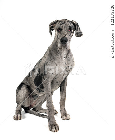 great dane in studio 122135826