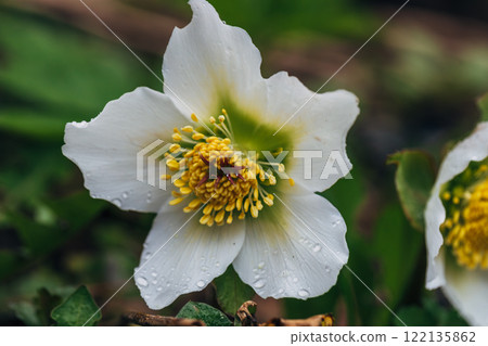 Hellebore flower (helleborus Niger) on a green background Hellebore flower (helleborus Niger) on a green background 122135862