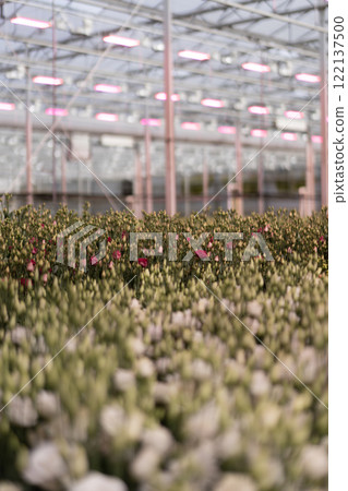 Closeup of floral growth under artificial pink lights in a greenhouse Closeup of floral growth under artificial pink lights in a greenhouse 122137500