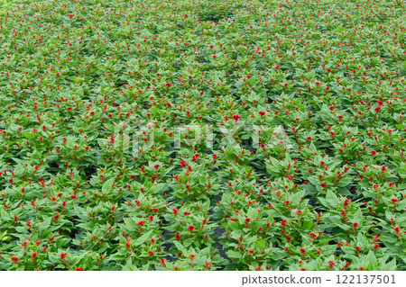 Field of green plants with red flowers in a greenhouse Field of green plants with red flowers in a greenhouse 122137501