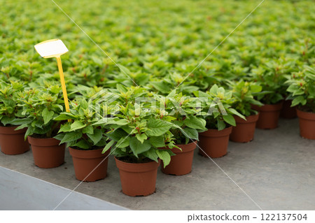Lush green plants with red flowers in clay pots 122137504
