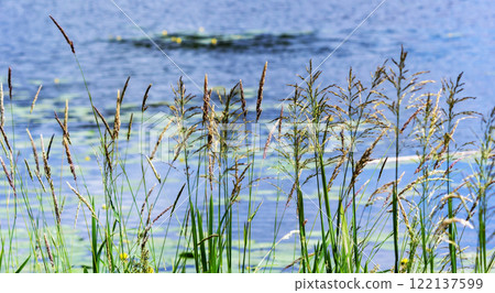 The natural coastline is covered with grass and reeds. A calm water surface with reflecting plants 122137599