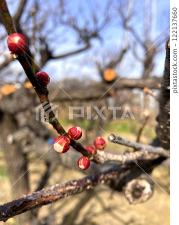 Plum blossoms with swollen buds 122137660
