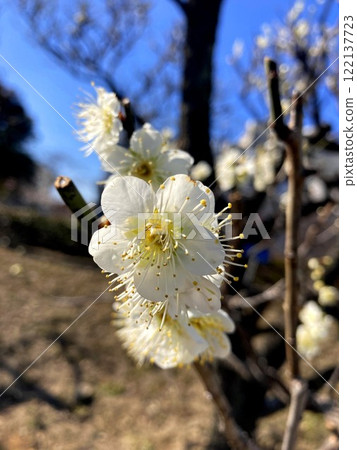 梅花在陽光明媚的日子裡閃閃發光 梅花在陽光明媚的日子裡閃閃發光 122137723