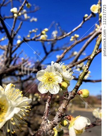 梅花在陽光明媚的日子裡閃閃發光 122137725