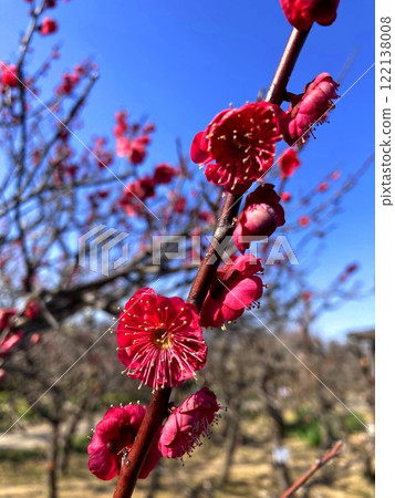Vibrant plum blossoms that shine in the clear sky 122138008