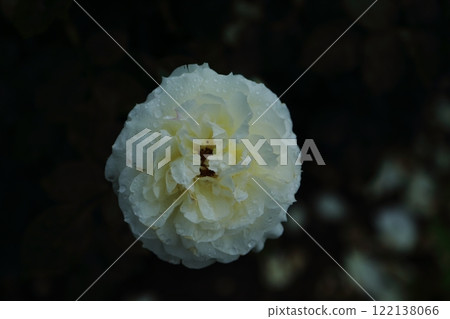 Arao City Ominous Citizen Flower Bed Rose Flower, 122138066