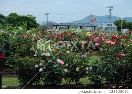 荒尾市少女公民花壇玫瑰花， 122138081