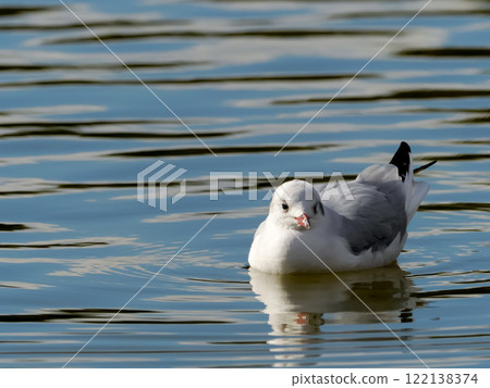 Charadriiformes, Laridae, Larus genus, Black-headed Gull Charadriiformes, Laridae, Larus genus, Black-headed Gull 122138374