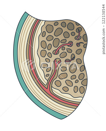 Bone structure. Biology educational poster design. Scheme of human bone anatomy. Flat vector illustration isolated on white background 122138544