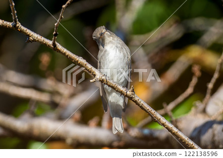 Kosamebitaki perching on a branch Kosamebitaki perching on a branch 122138596