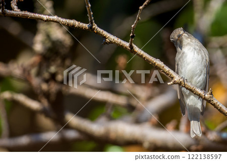 A Japanese bush warbler perched on a branch - copy space 122138597