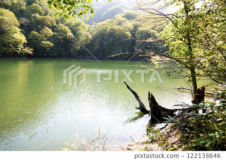 Fallen and decaying trees lying on the lakeside 122138646