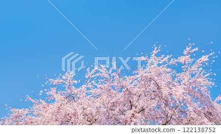  櫻花和藍天 122138752
