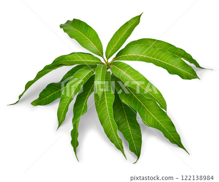 leaves of mango tree isolated on white background 122138984