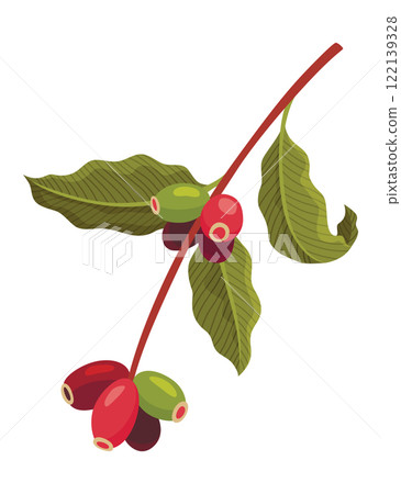 Branch of Coffee Plant with Ripe Edible Fruits Vector illustration 122139328