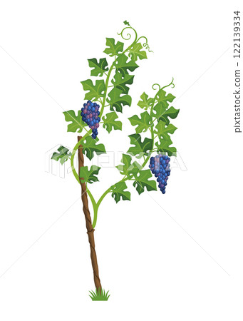 Growing Grapevine Bearing Plants and Vines Growing Grapevine Bearing Plants and Vines 122139334