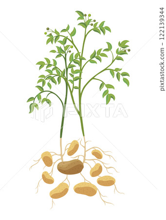 Potatoes plant growing process. Plants isolated on white background. Potato growth stage, planting process, plant life cycle infographic elements in flat design 122139344