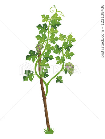 Growing Grapevine Bearing Plants and Vines 122139436