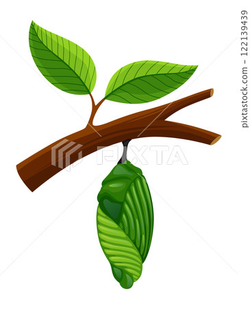 The Stage of the Butterfly Life Cycle Illustrated in a Beautiful and Colorful Design The Stage of the Butterfly Life Cycle Illustrated in a Beautiful and Colorful Design 122139439